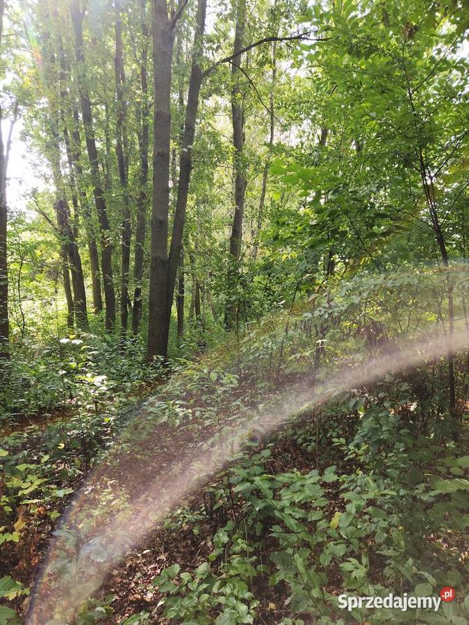 Do wycinki brzozy dęby ok 60 Radom ogród