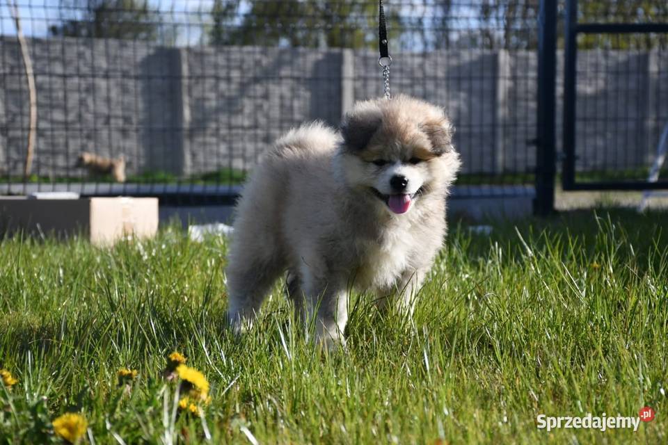 Suczka długowłosa Akita Inu zkwp Leśne Odpadki