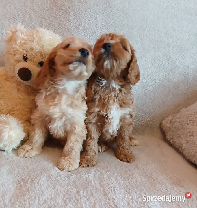 Cockapoo F1 suczki Pudel Cocker Spaniel Cocker Spaniel Toruń
