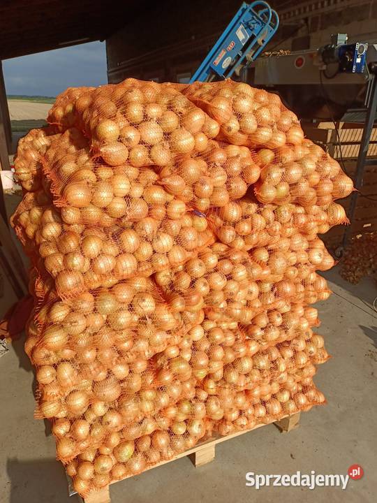 Cebula