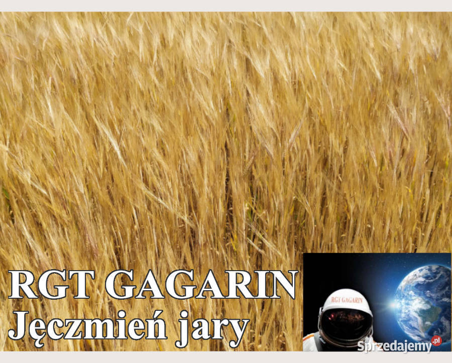 Jęczmień jary RGT Gagarin Top Farms Człuchów