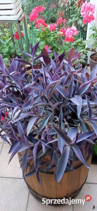 Setkrezja trzykrotka purpurowa fioletowa małopolskie Nowy Sącz