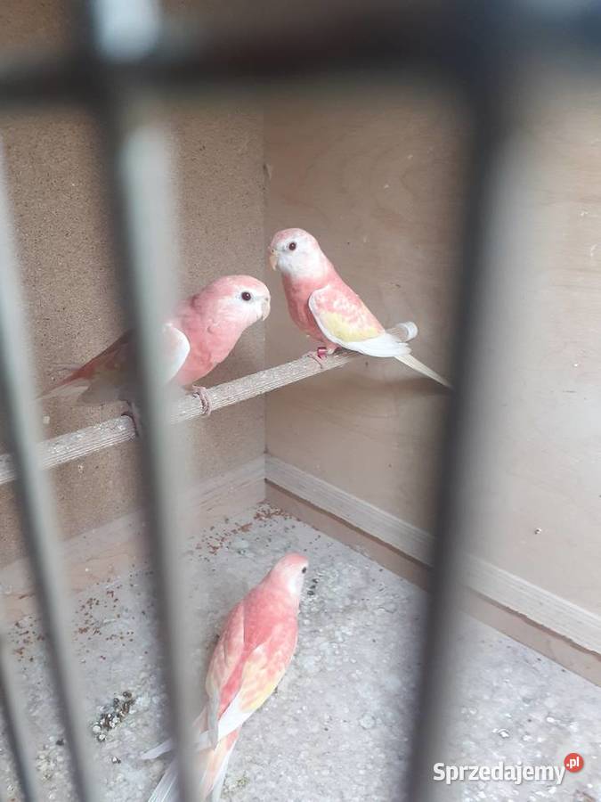 Papugi lilianki para Ptaki wielkopolskie