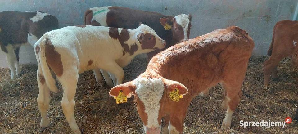 Sprzedam cieleta miesne Łubno