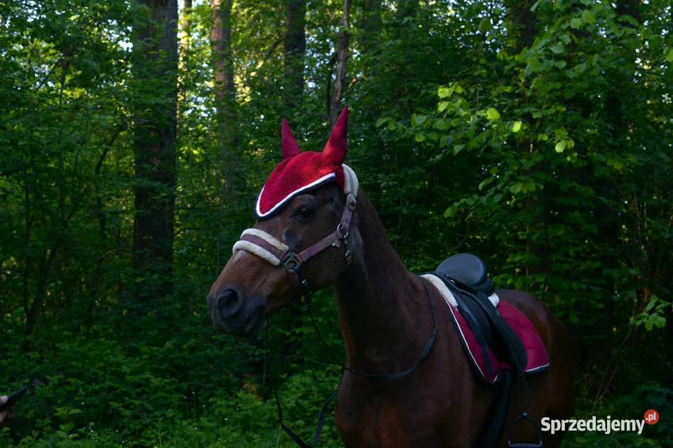 Sprzedam dwa wałachy zajezdzone 21lat i 19lat Myślenice