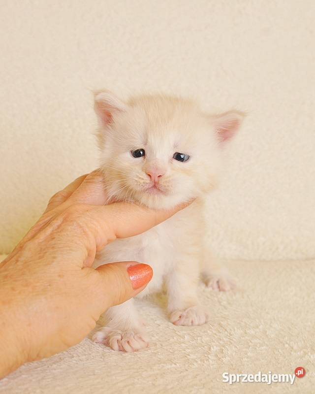 Śliczny kocurek Maine Coon LEGALNA HODOWLA Białystok