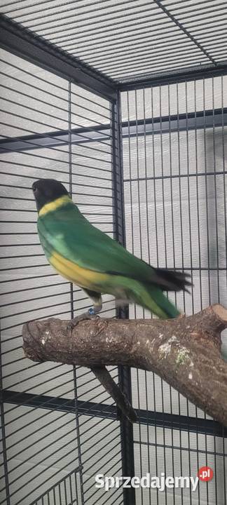 Barnard żółtobrzuchy małopolskie Wieliczka