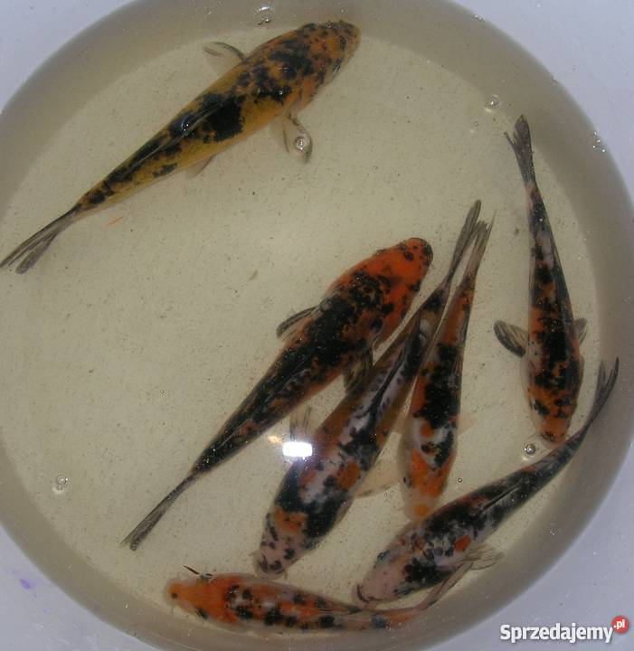 Sprzedam karpiekoi DOITSU YORIGOI Łowicz