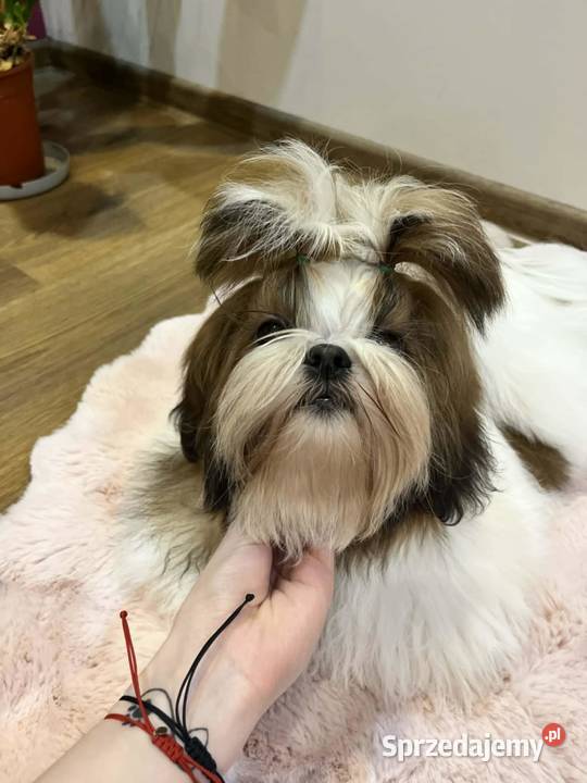 Piesek ShihTzu