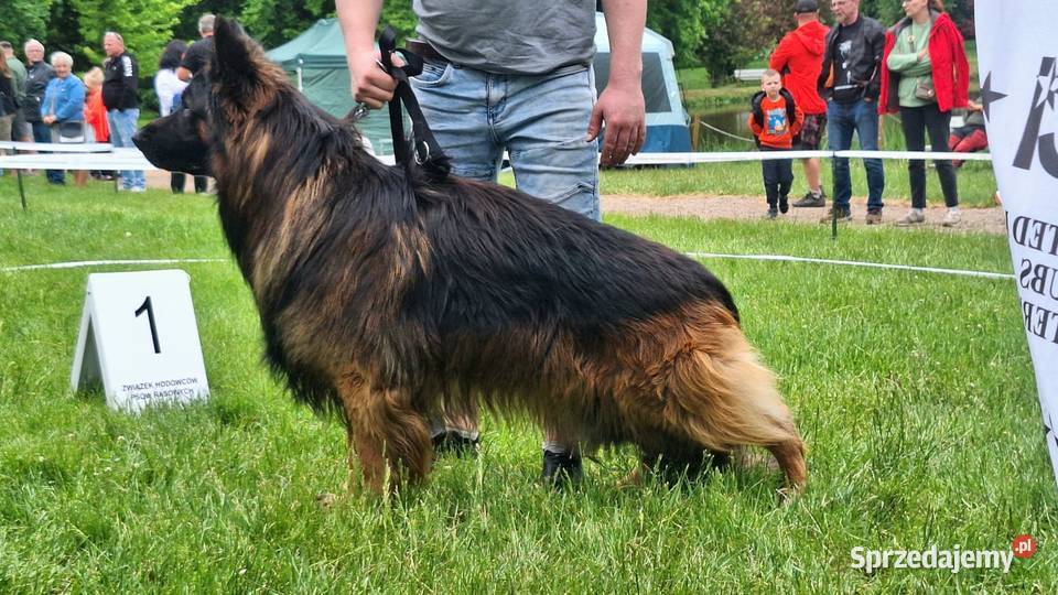 Owczarek Niemiecki Długowłosy Mogilno