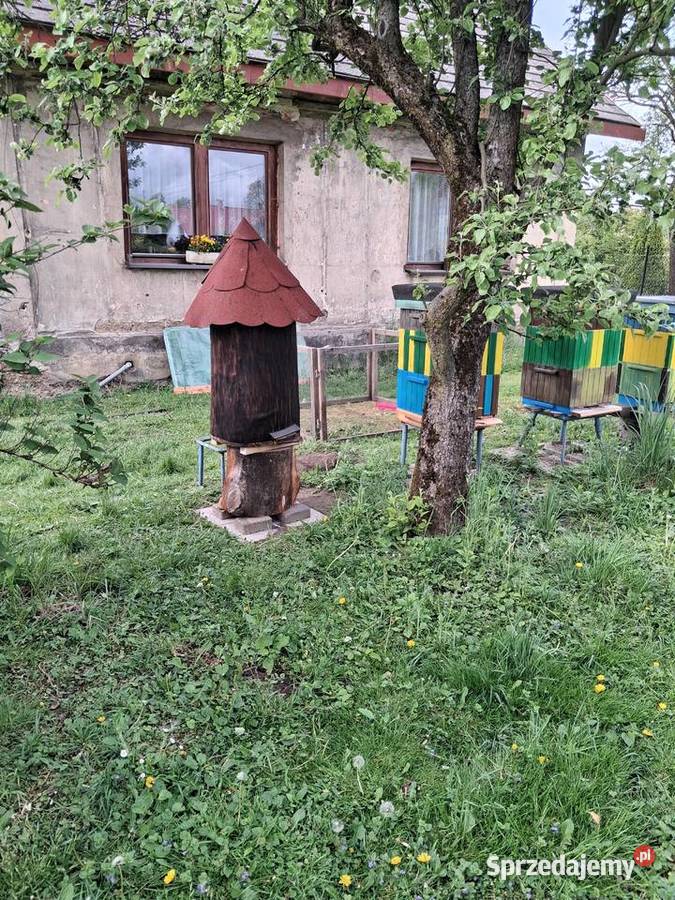 w pniu lipowym Kończyce Małe