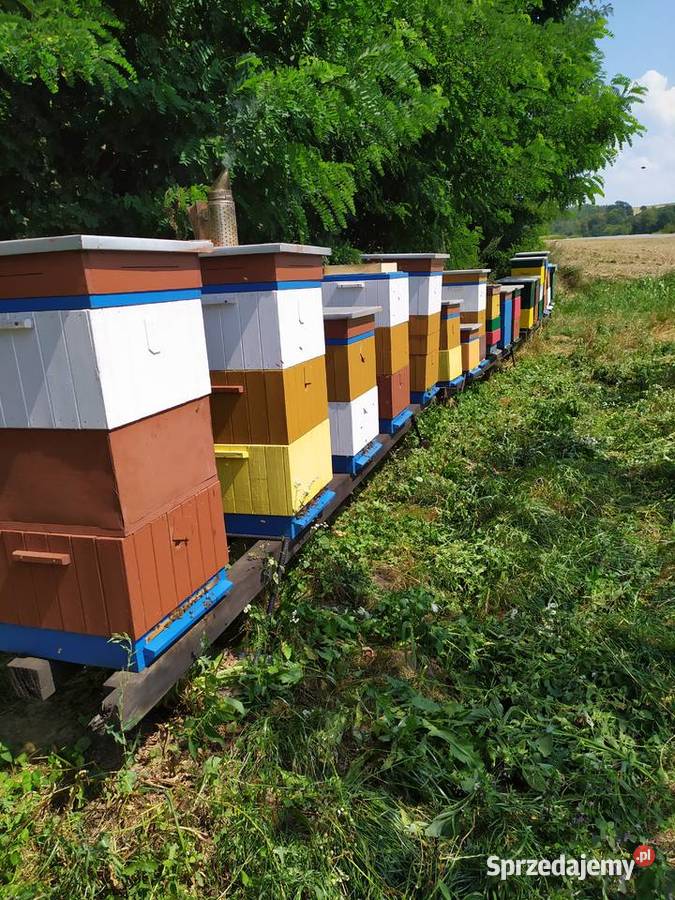 Sprzedam miód z własnej pasieki Miody i produkty pszczele świętokrzyskie Opatów
