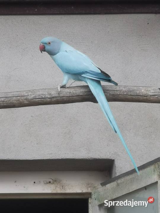 Aleksandretty obrożne Ptaki kujawsko-pomorskie Rypin