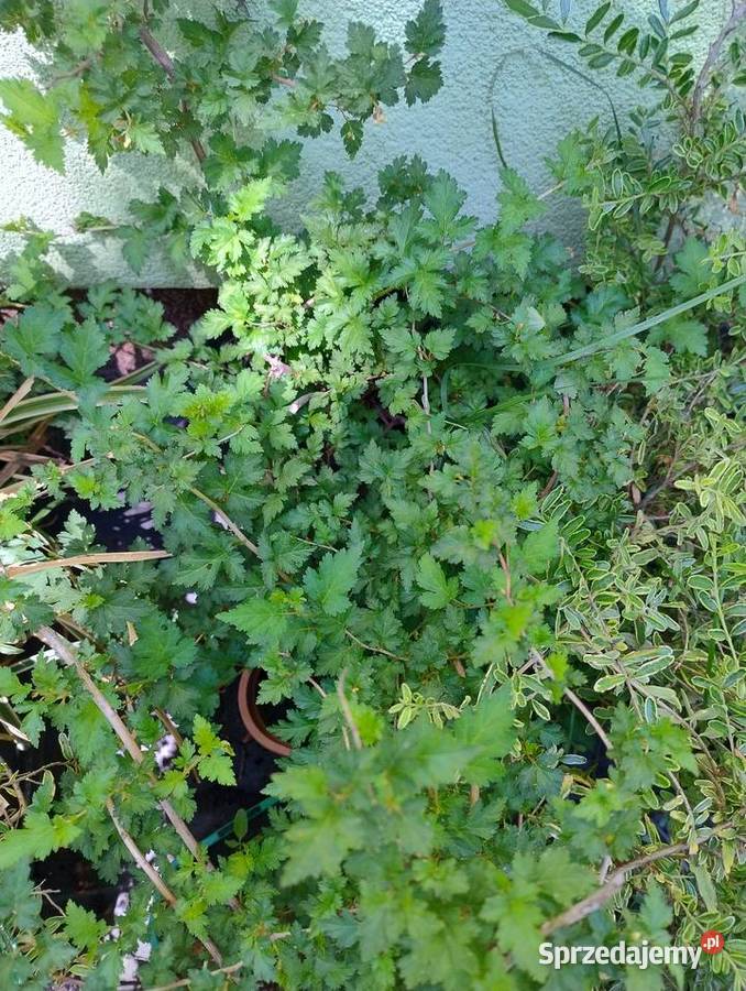 Krzewy wieloletnie do ogrodu nadwyżki podkarpackie Nisko