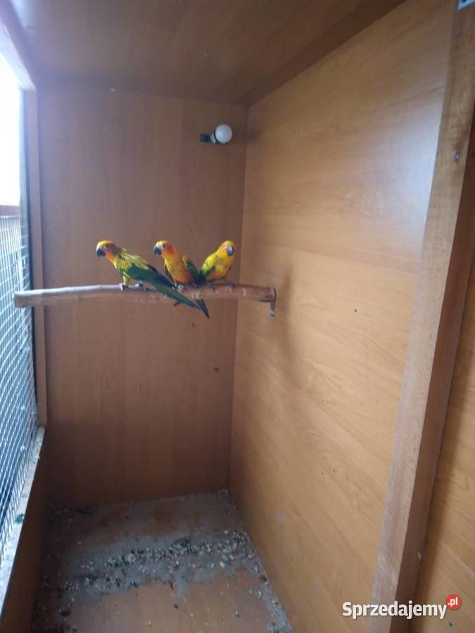 Konury słoneczne 23r i 25r Prusinowo