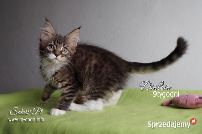 Maine Coon kocięta z rodowodem WCF Maine Coon Bydgoszcz