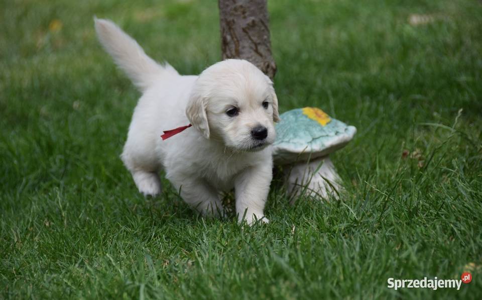 Golden Retriever szczenięta ZKWP FCI mazowieckie Łochów