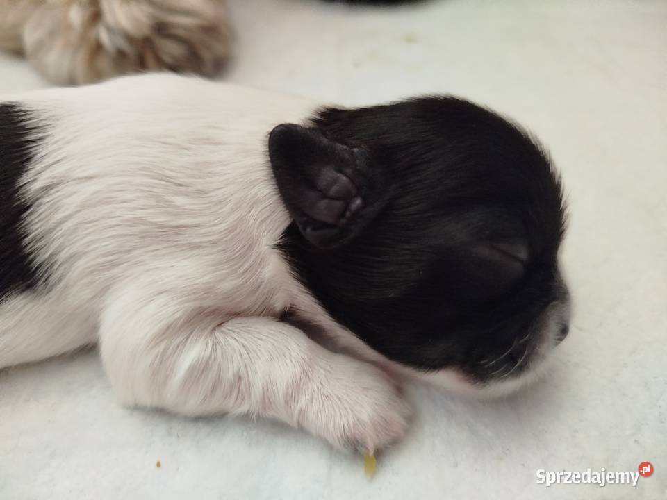 Shih Tzu