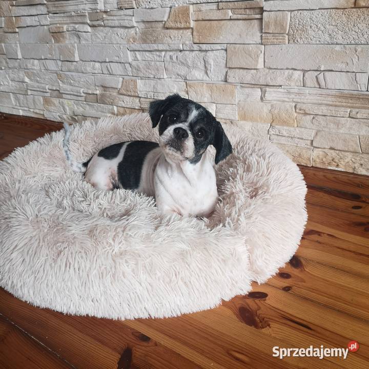 Shih Tzu do adopcji Szczecinek