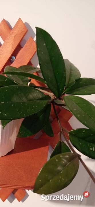Hoya carnosa roślina pnąca domowy Kwiat małopolskie Nowy Sącz