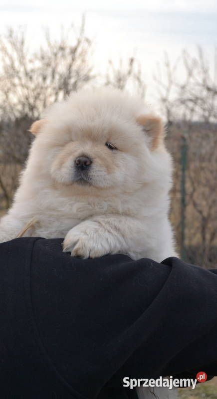CHOW CHOW ŚLICZNE DO ODBIORU GOTOWE Pozostałe