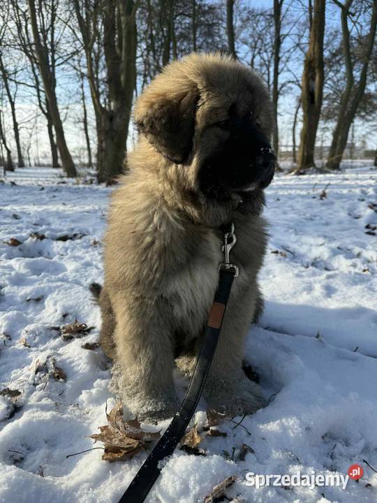 Sprzedam piękną suczkę owczarek Owczarek Pyrzyce sprzedam