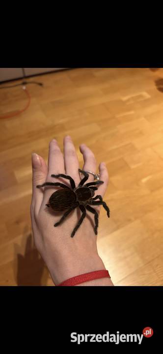 Sprzedam samice Vagansa Pozostałe Kraków