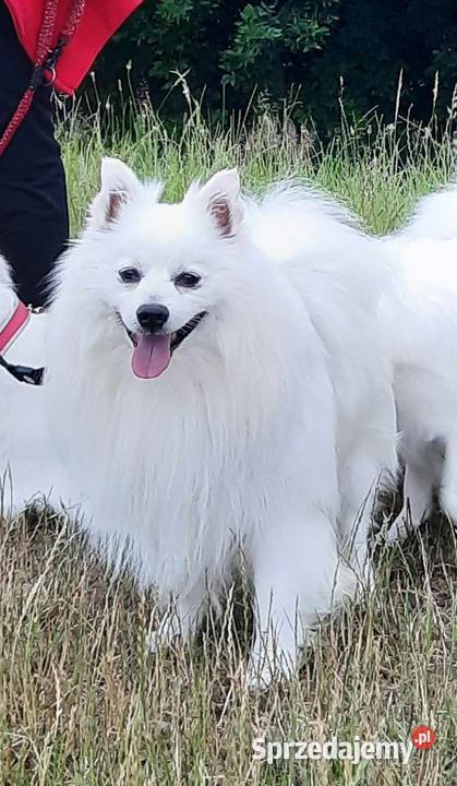 SZPIC NIEMIECKI ŚREDNI Żerniki Małe