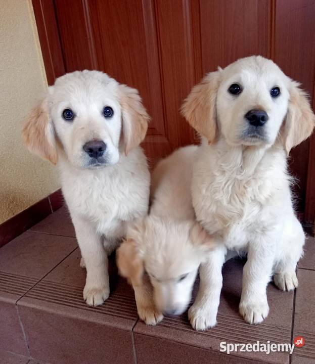 Golden retriever Gągolin