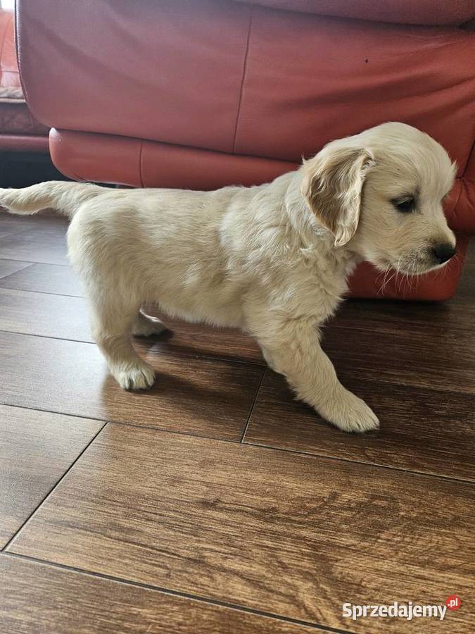 Golden Retriever szczeniak złoty piesekgotowy do Zwierzęta Brzesko sprzedam