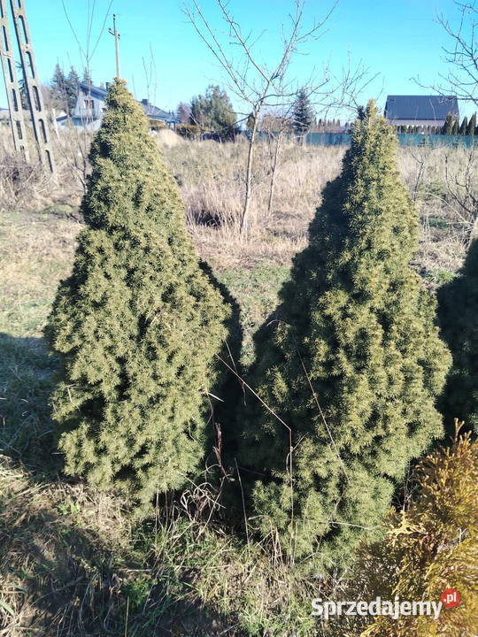 Sprzedam Świerka Konikę Kamionka