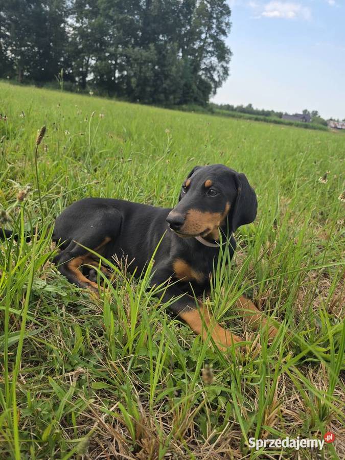 Doberman Typ Amerykański lekki Wyjątkowy samiec Konin