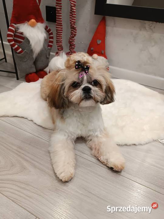 Shih TZU przepiękne małej wielkości szczeniaki