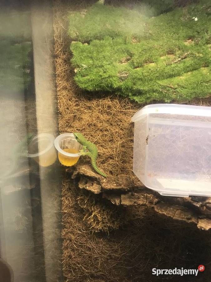 Phelsuma madaskarska Gady i płazy Bochnia