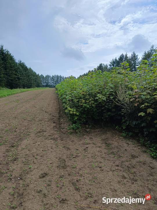 Sadzonki Klon Jawor 150 200 sprzedam