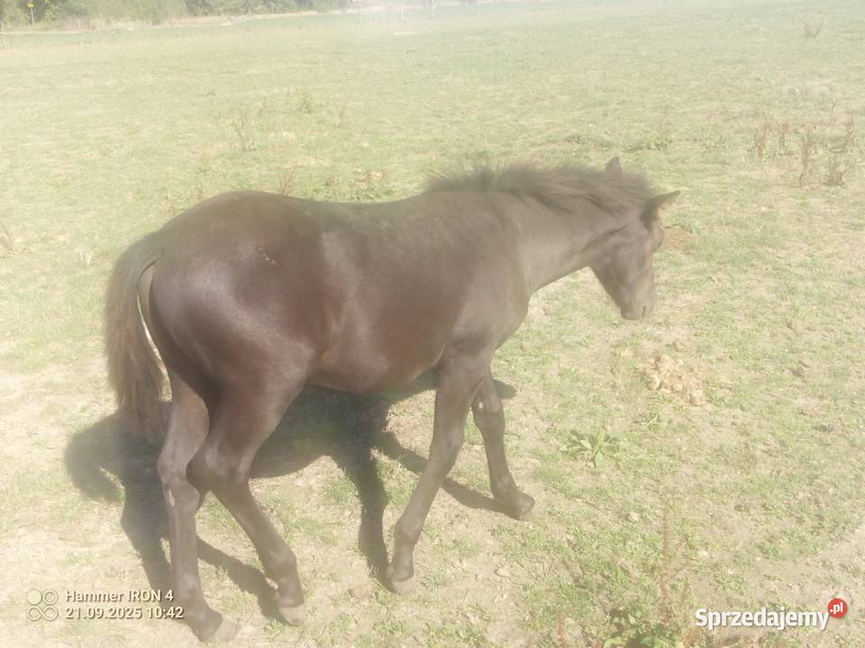 Konie Huculskie lubelskie