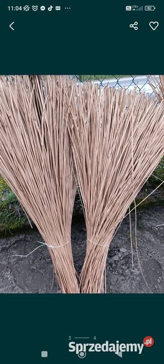 Wiklina korowanawiklina zielona Rudnik nad Sanem