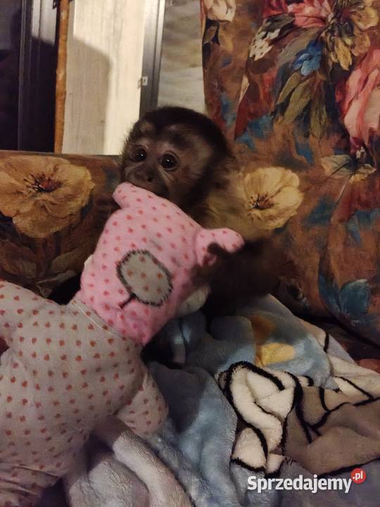 Małpka Kapucynka czubata dzoewczyna Pozostałe Pruszcz Gdański