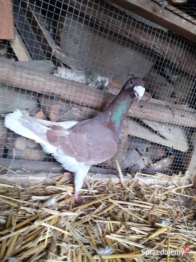 Golebie rzeszowskie Osięciny