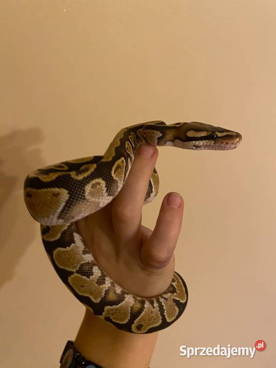 Pyton królewski samica Gady i płazy Gorzów Wielkopolski