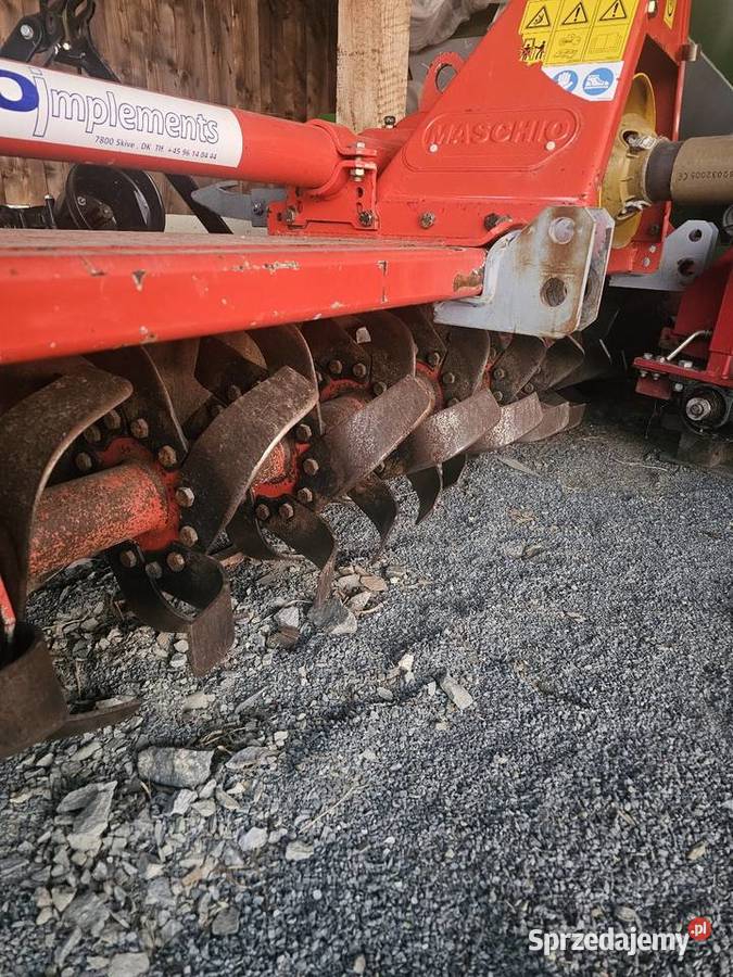 Glebogryzarka maschio