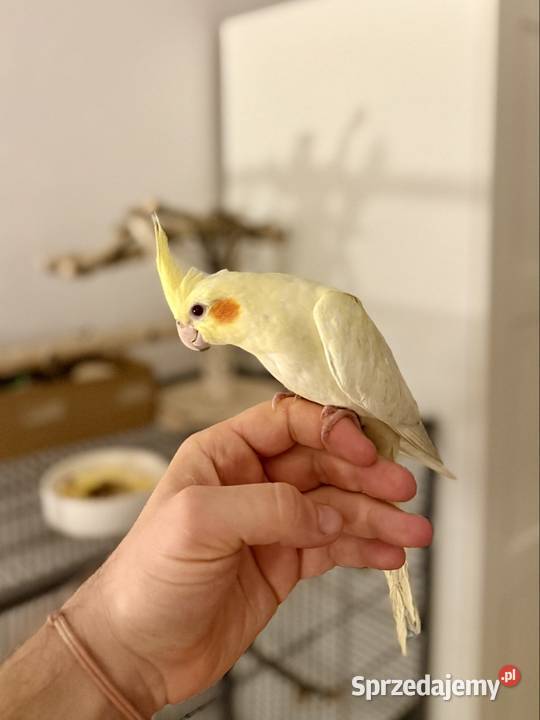 Młodziutka papuga nimfa ręcznie karmiona Gdańsk