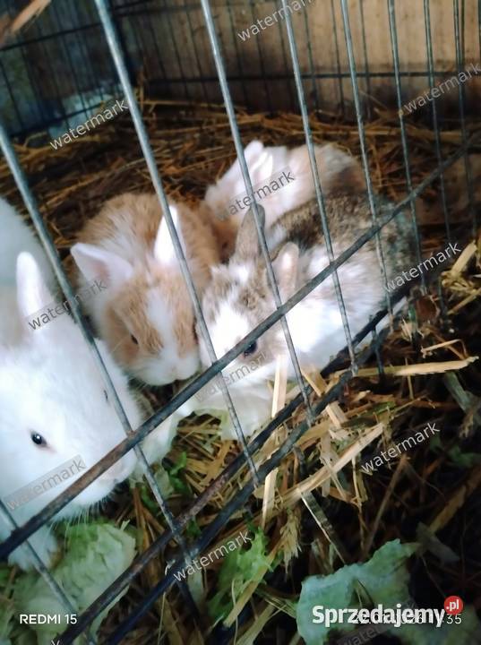 Puszyste szczęście do oddania Młode króliki Złotoryja sprzedam