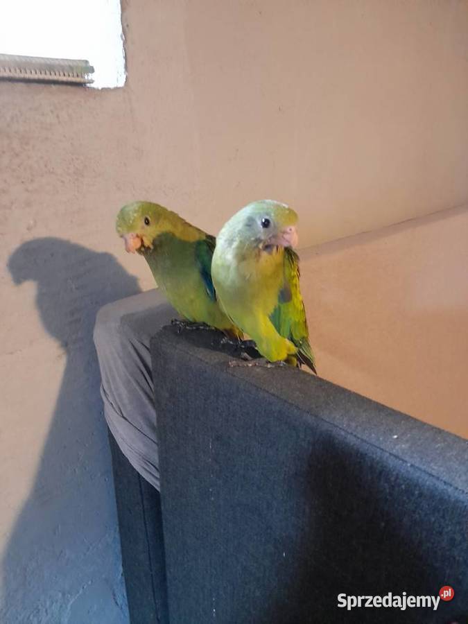 Papugi ręcznie karmione wielkopolskie Turek sprzedam