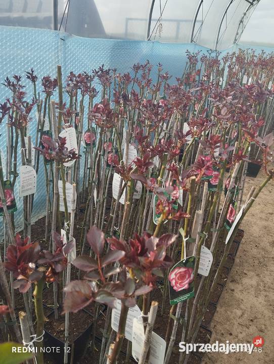 Róża sztamowa lubelskie Nowy Pożóg sprzedam