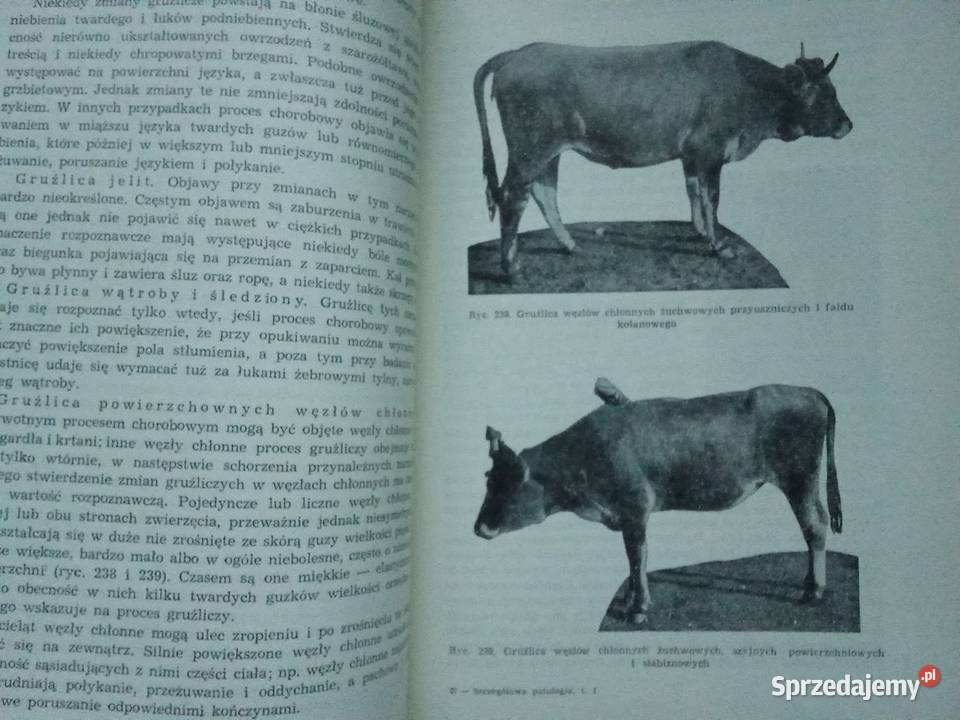 Szczegółowa patologia i terapia chorób zwierząt łódzkie Łódź