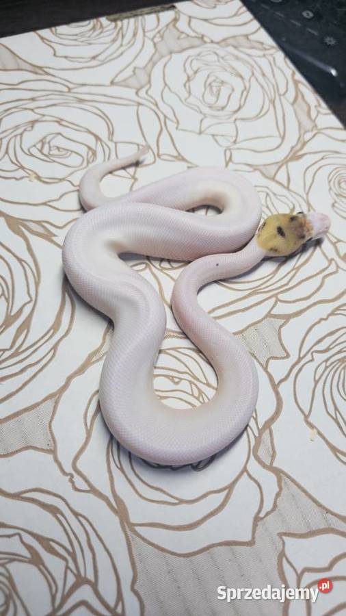 Wąż pyton królewski python regius samiec Wrocław