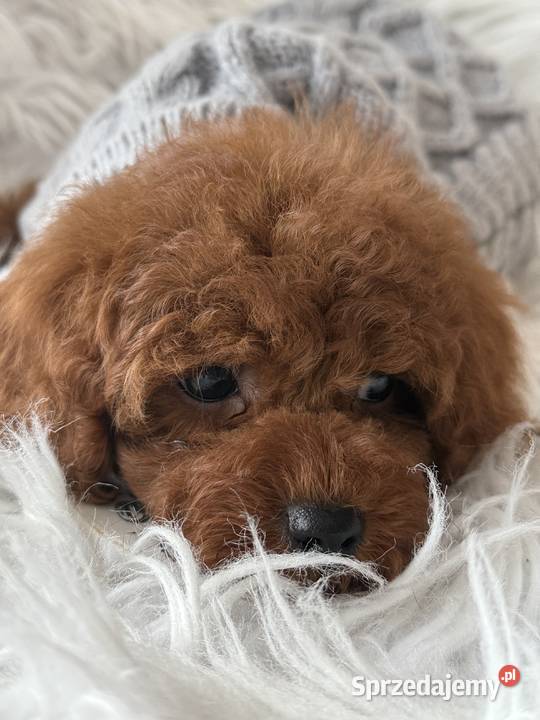 Pudel Toy red Polanka Wielka