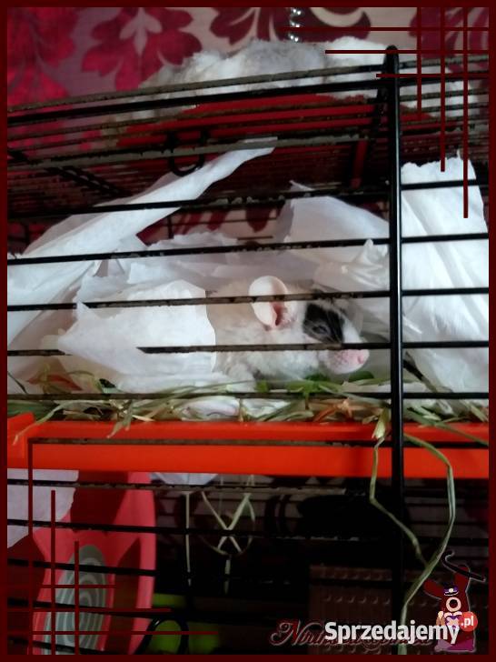 Karo klatka z wyposażeniem myszki 35x24x36 Ruda Śląska sprzedam
