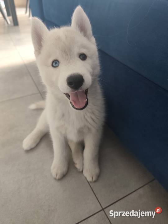 Suczka Siberian Husky różnooka Husky Breń Osuchowski